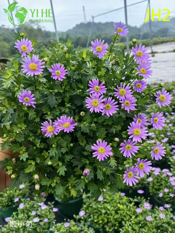 Wholesale Chrysanthemum Flowers - Colorful Fresh Cut Ornamental Potted Plants