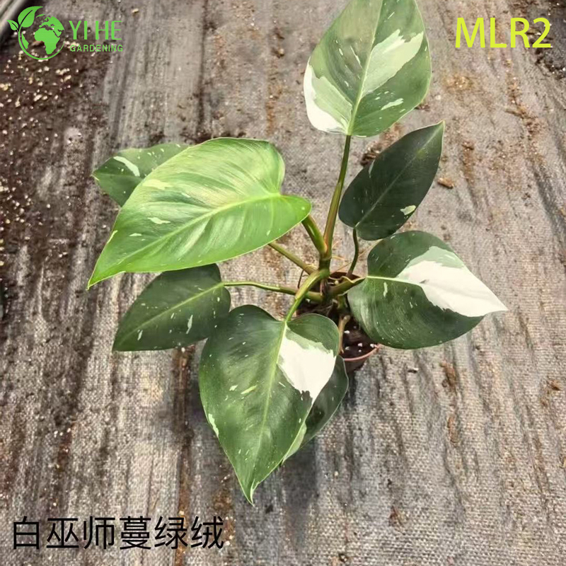 Wholesale Philodendron Plants - Tropical Foliage for Indoor Outdoor Decorative Landscaping