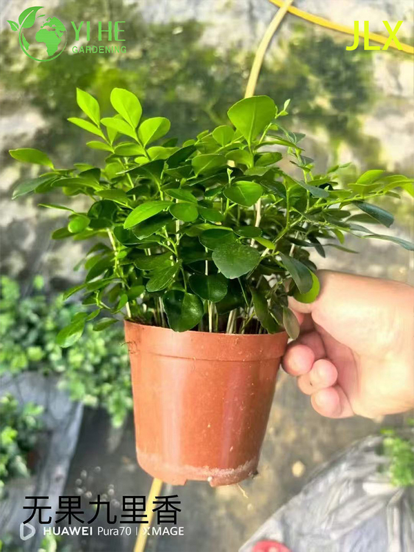 Wholesale Murraya Paniculata Potted Plants for Indoor Outdoor Fragrant Flower Decor