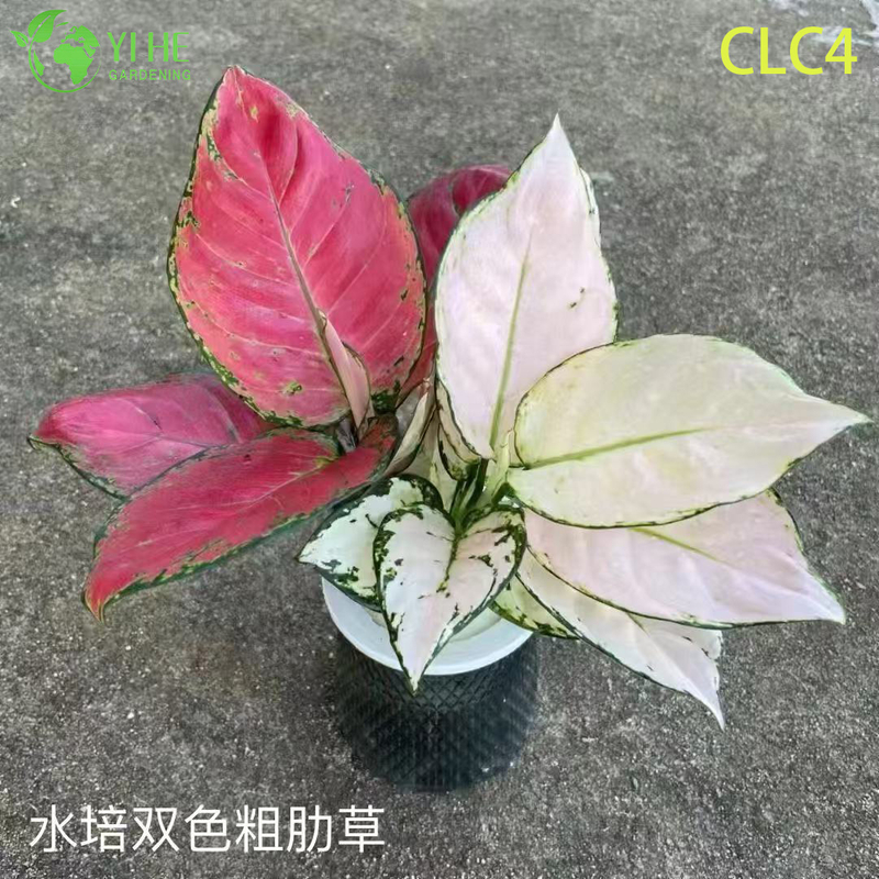 Wholesale Tropical Aglaonema Plants for Indoor Outdoor Decoration