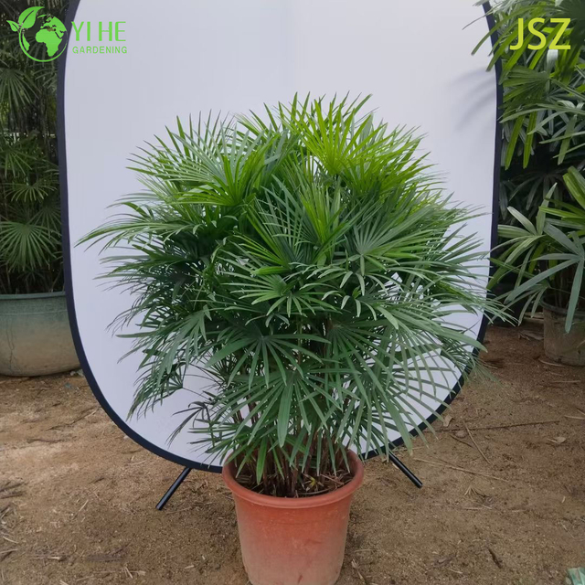 Ornamental Potted Rhapis multifida Burr. for Export Plant