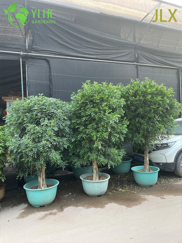 Murraya esotica L. in vaso ornamentale per piante da esportazione