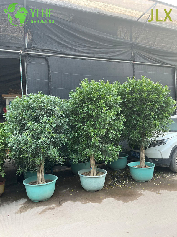 Ornamental Potted Murraya exotica L. for Export Plant