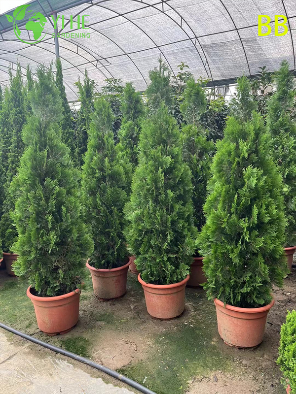Wholesale Ornamental Evergreen Hinoki Cypress Tree for Outdoor Gardens Bonsai