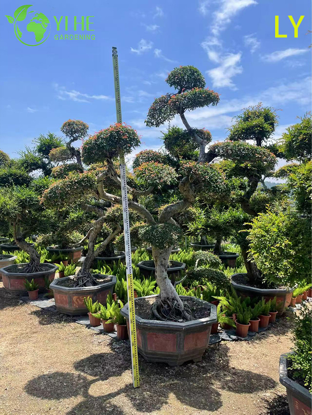 Bonsai ornamentale di olmo maturo - Ulmus parvifolia per la decorazione del giardino