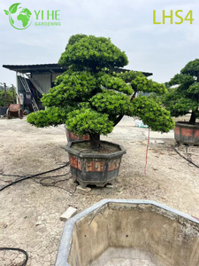 Tiered - Canopy Podocarpus Bonsai for Grand Garden Display