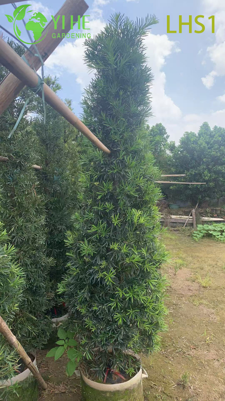 Dense - Foliage Podocarpus Macrophyllus for Garden Ornament Tree
