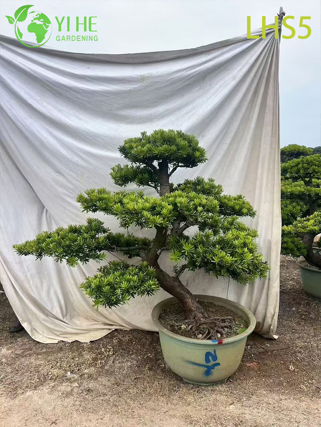 Bonsái Podocarpus escalonado de estilo oriental para arte paisajístico