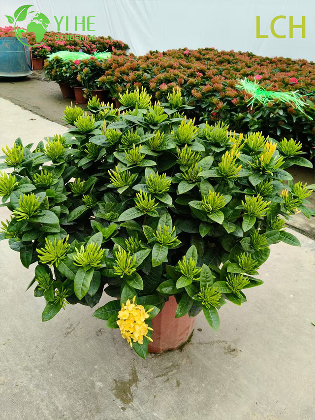 Colorful Blooming Ixora chinensis Potted Plants for Garden Decor
