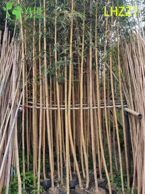 Multi - use Ornamental Bamboo for Garden Greening