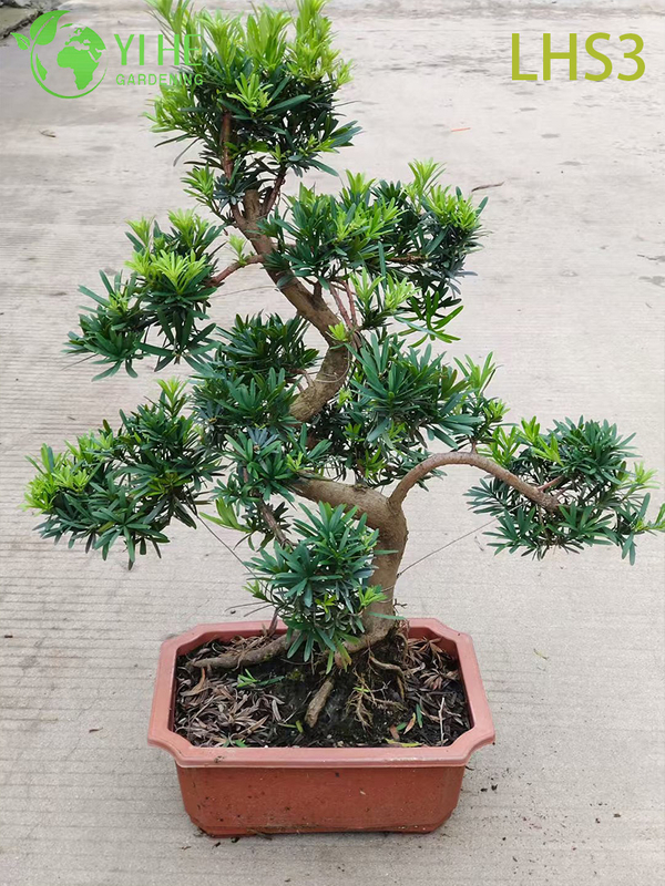 S - Shaped Podocarpus Bonsai for Artistic Garden Decor