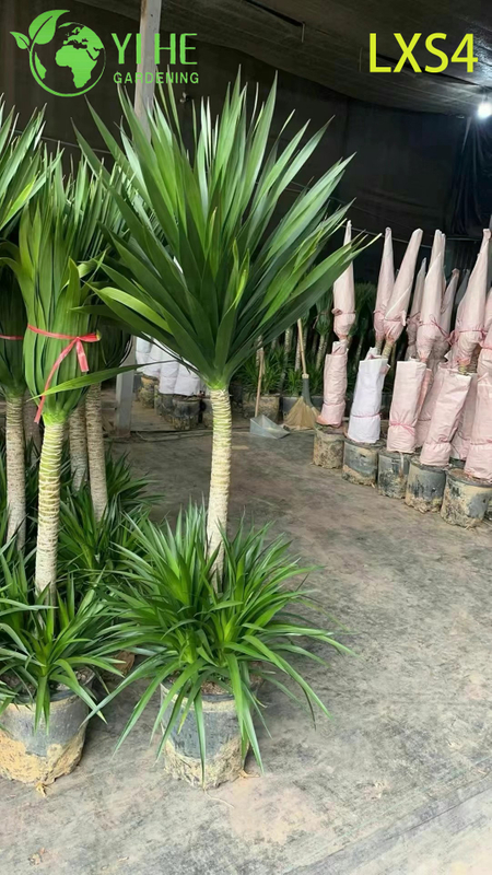 Tall Double - Tiered Dracaena draco for Indoor & Outdoor Decor