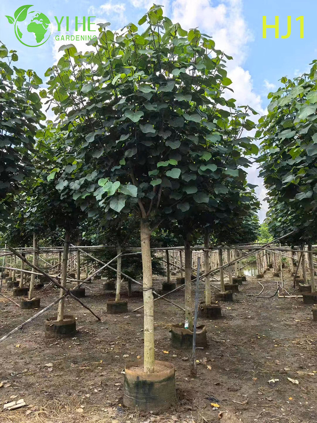 सजावटी हरी पत्ती हिबिस्कस टिलियासस फूल वाला पेड़