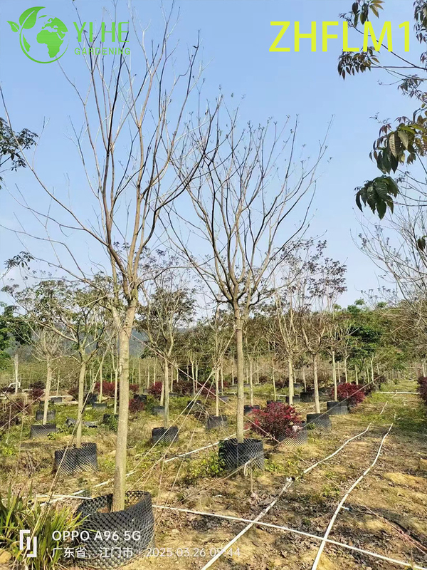 Ornamental Pink - Flowered Tabebuia rosea Tree (Non - grafted)