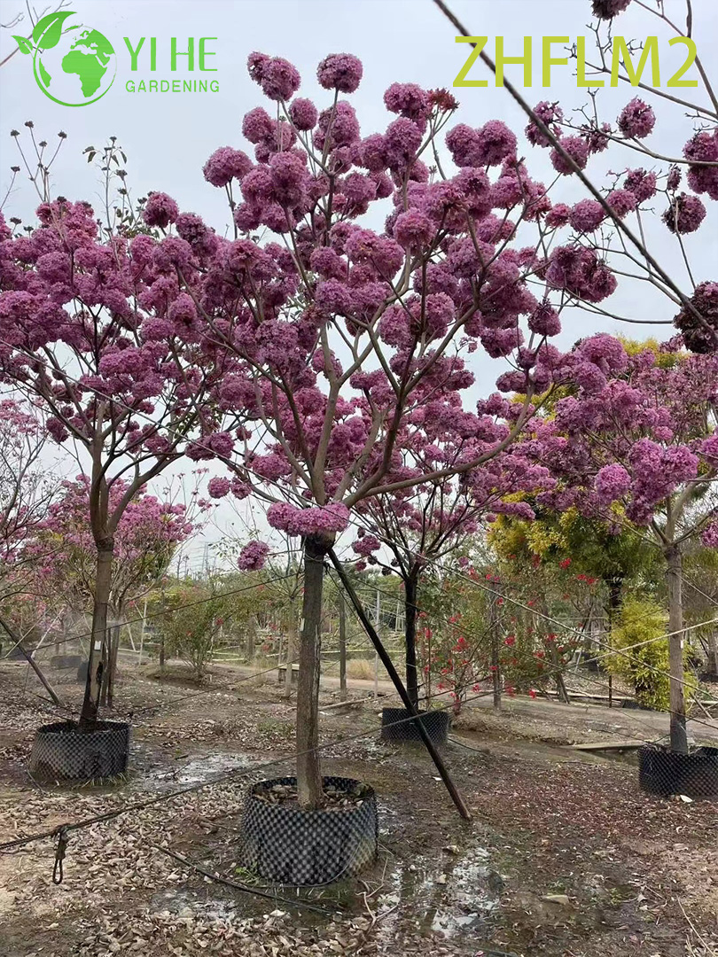 Grafted Ornamental Pink Tabebuia rosea Tree