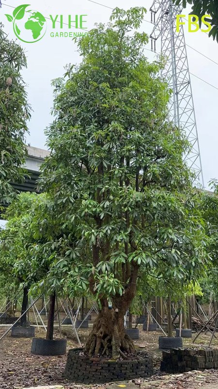 Ornamental Tropical Alstonia scholaris, Evergreen Landscape Blackboard Tree, Tall Flowering Alstonia Plant, Tropical Garden Scholar Tree