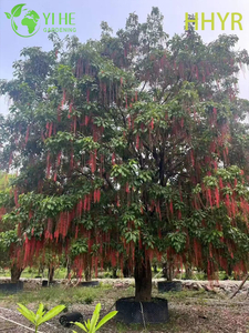 Ornamental Red - Flowered Barringtonia acutangula Tropical Tree