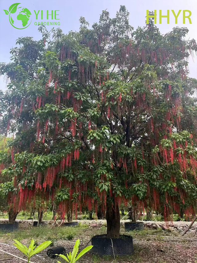Ornamental Red - Flowered Barringtonia acutangula Tropical Tree