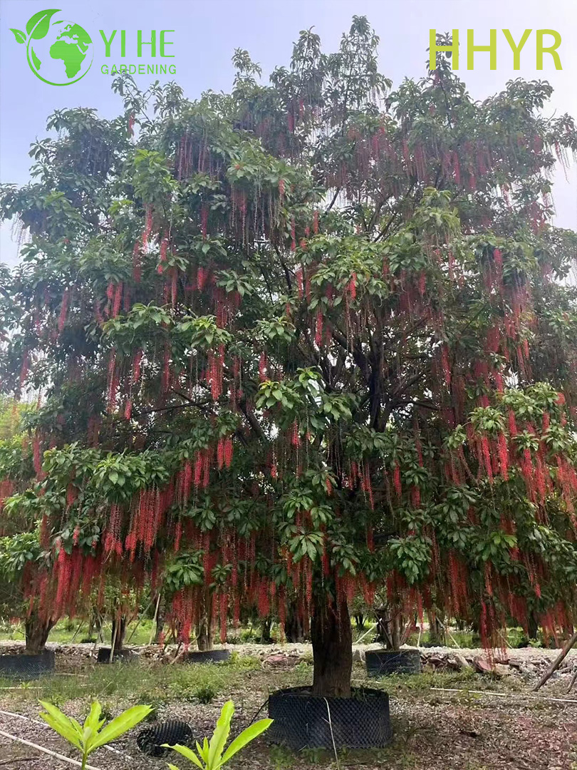 Ornamental Red - Flowered Barringtonia acutangula Tropical Tree