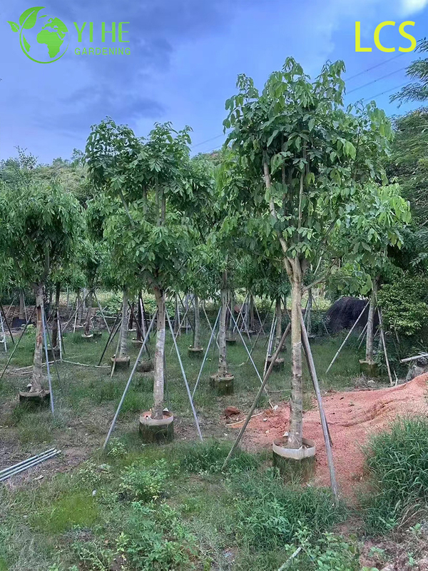 Ornamental Golden Cassia fistula Flowering Tree