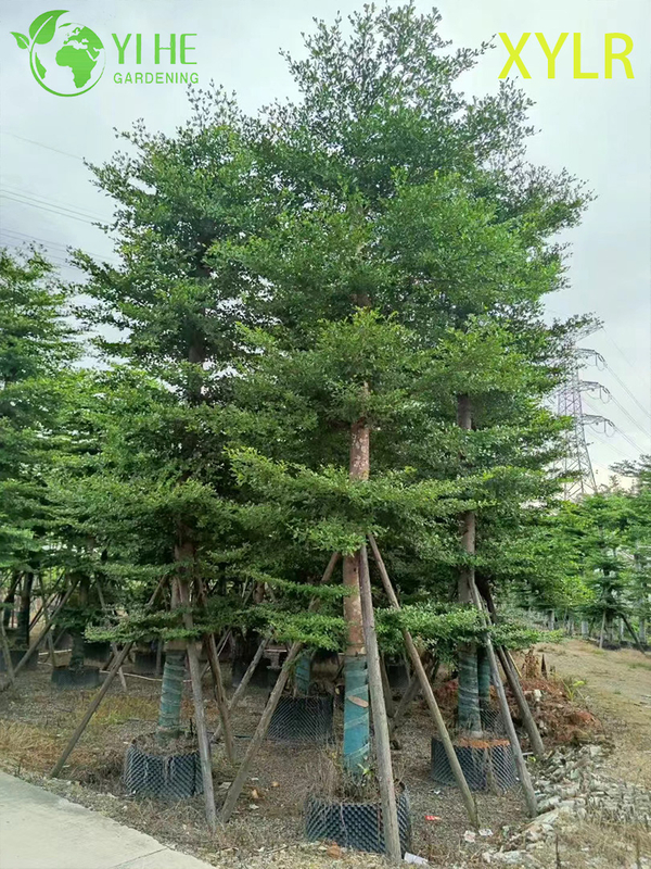 Ornamental Pyramidal Terminalia mantaly Tree