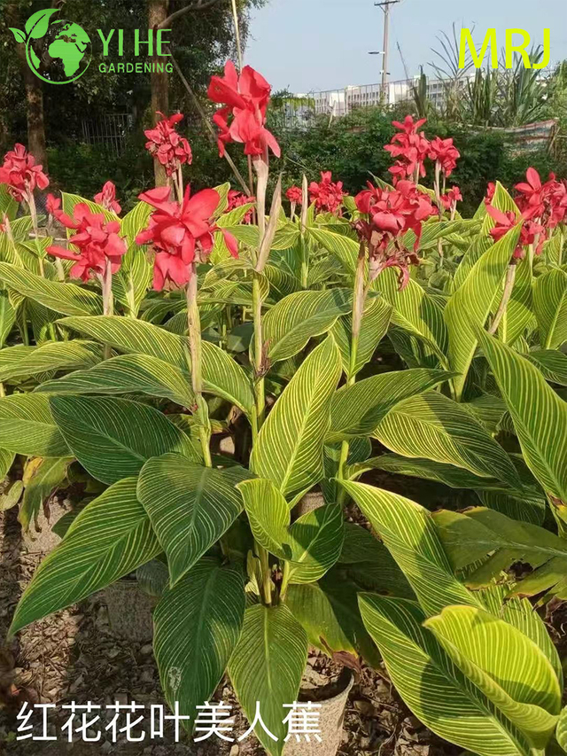 Wholesale Export Canna Lily Ornamental Flowering Perennial Premium Quality