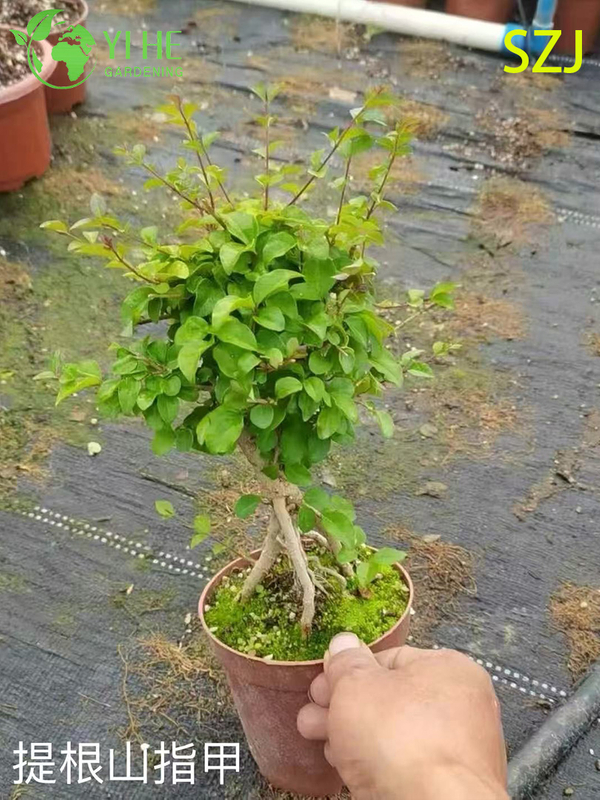 Wholesale Export Ligustrum Sinense Ornamental Evergreen Shrub Premium Quality