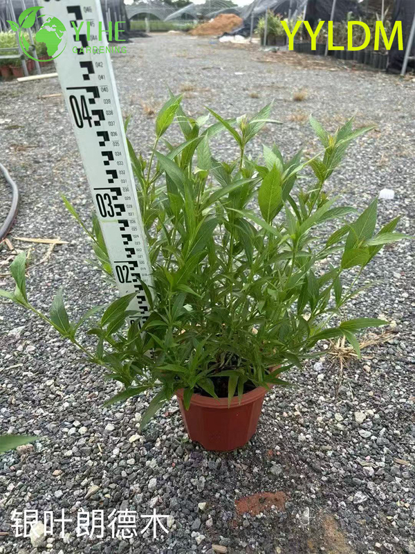 Wholesale Export Silver-Leaf Rondeletia Ornamental Evergreen Shrub Premium Quality