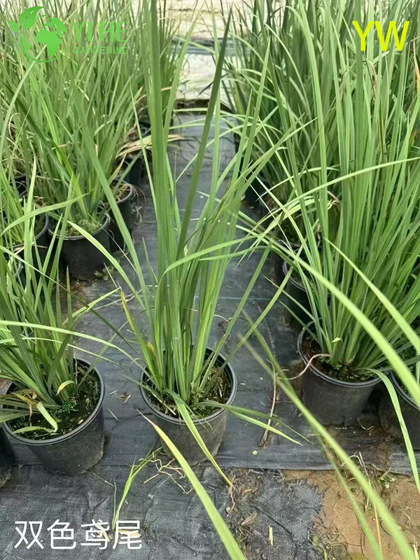 Оптовый экспортный цветок ириса, декоративное многолетнее садовое растение высшего качества