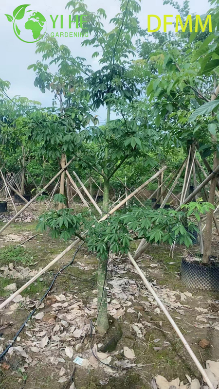 Wholesale Evergreen Ceiba Speciosa Ornamental Tree for Garden Landscaping Export
