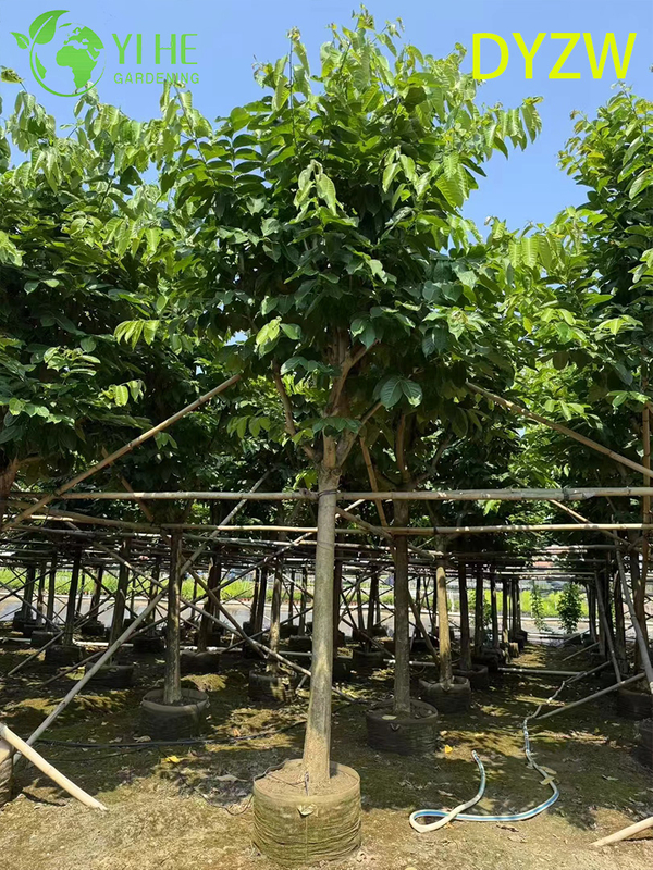 Large - leaved Lagerstroemia speciosa, Ornamental Big - leaf Crape Myrtle Tree, Tropical Garden Lagerstroemia, Evergreen Large - leafed Crape Myrtle