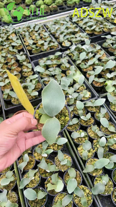 Wholesale Andes Java Potted Plants for Indoor Outdoor Landscaping & Decoration