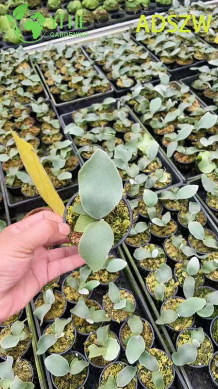 Wholesale Andes Java Potted Plants for Indoor Outdoor Landscaping & Decoration