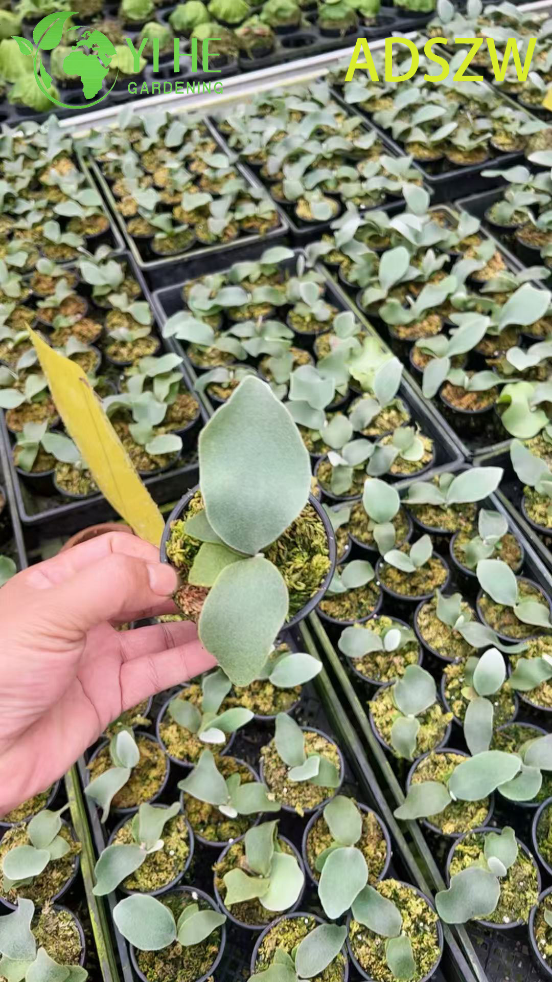 Wholesale Andes Java Potted Plants for Indoor Outdoor Landscaping & Decoration