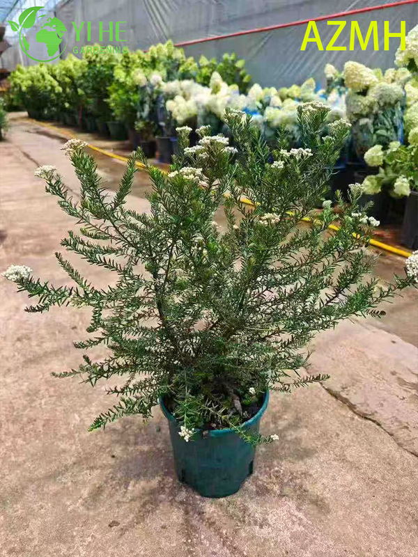 Wholesale Australian Rice Flower Potted Plants for Indoor Outdoor Decoration & Bouquets