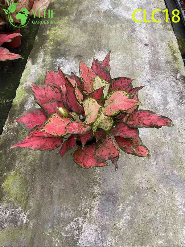 Wholesale Export Firework/Butterfly/Red Sword Aglaonema | Tropical Ornamental Foliage Seedlings