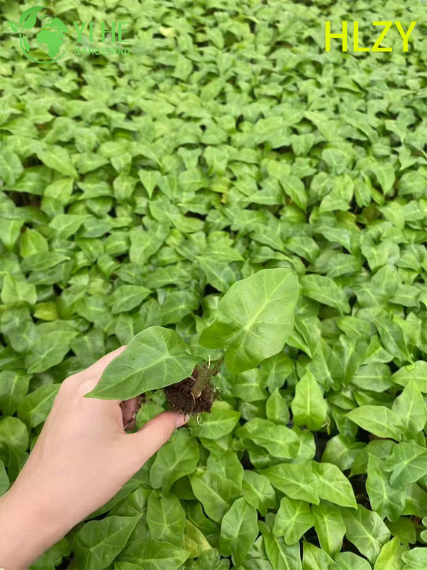 تصدير شتلات هايلان كالاتيا بالجملة | شتلات أوراق الزينة الاستوائية