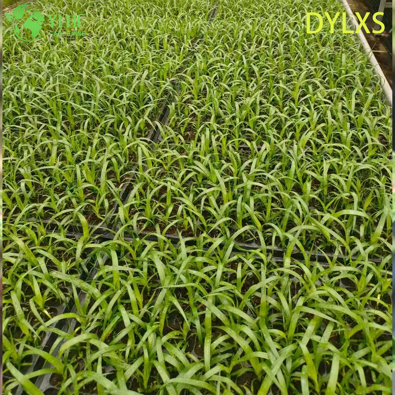 Esportazione all'ingrosso di piantine di dracaena a foglia larga | Piantine di piante ornamentali tropicali