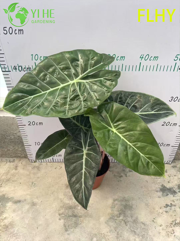 Esportazione all'ingrosso Piantine di Alocasia Pink Dragon | Piantine di fogliame ornamentale tropicale