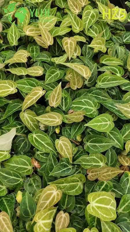 Exportation en gros de semis d'Anthurium King/Tie | Semis de feuillage ornemental tropical