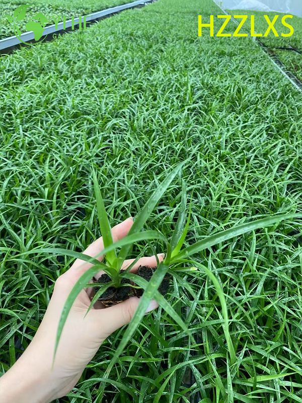 Wholesale Export Black Pearl Dracaena Seedlings | Tropical Ornamental Plants Seedlings