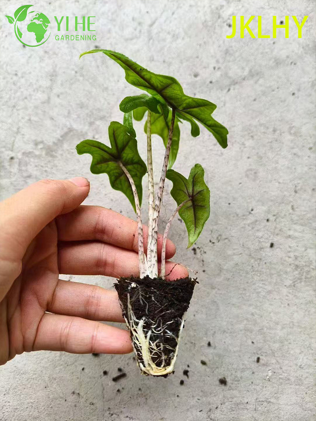 Wholesale Export Jacklyn Alocasia Seedlings | Tropical Ornamental Foliage Seedlings