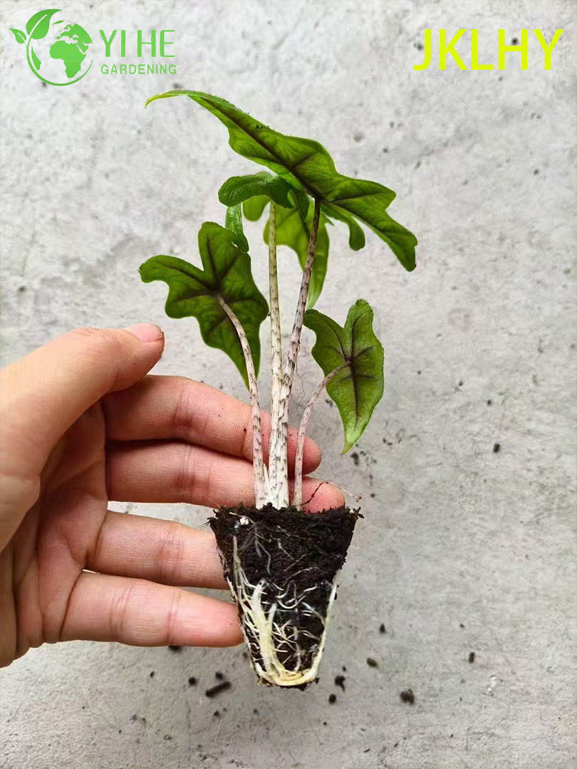 Wholesale Export Jacklyn Alocasia Seedlings | Tropical Ornamental Foliage Seedlings