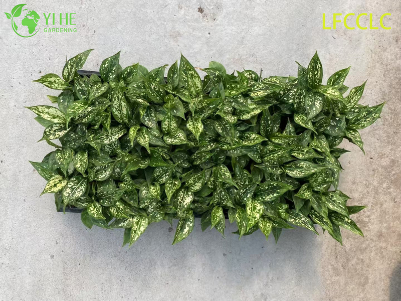 Exportação no atacado de mudas de Jade Verde Aglaonema | Mudas de Folhagens Ornamentais Tropicais