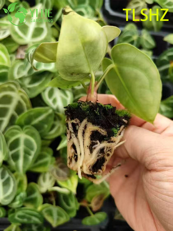 Wholesale Export Anthurium crystallinum 'Dorayaki' Seedlings | Tropical Ornamental Foliage Seedlings