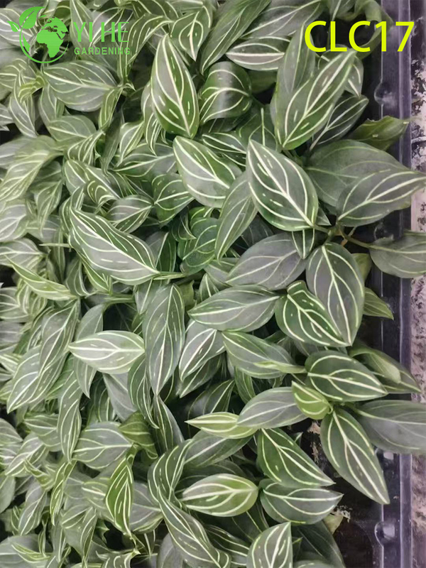 Wholesale Export Red Vein/White Vein/Red Radiance Aglaonema | Tropical Foliage Plants Seedlings