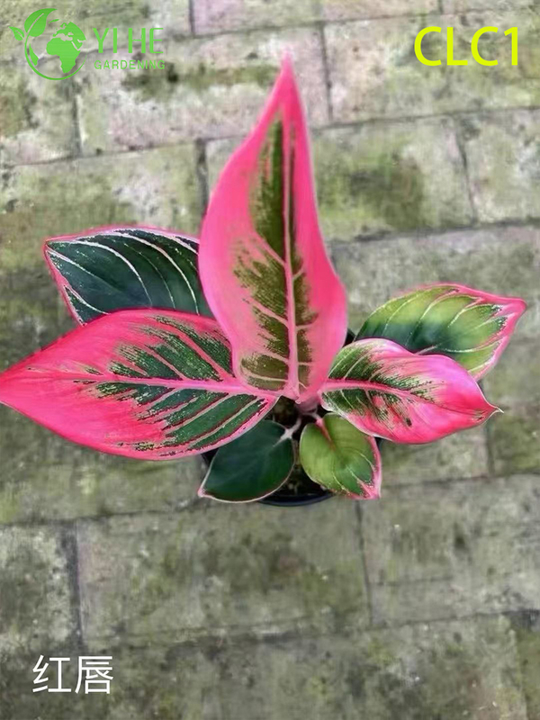 Wholesale Aglaonema Potted Plants for Indoor Low-Light Foliage Decoration