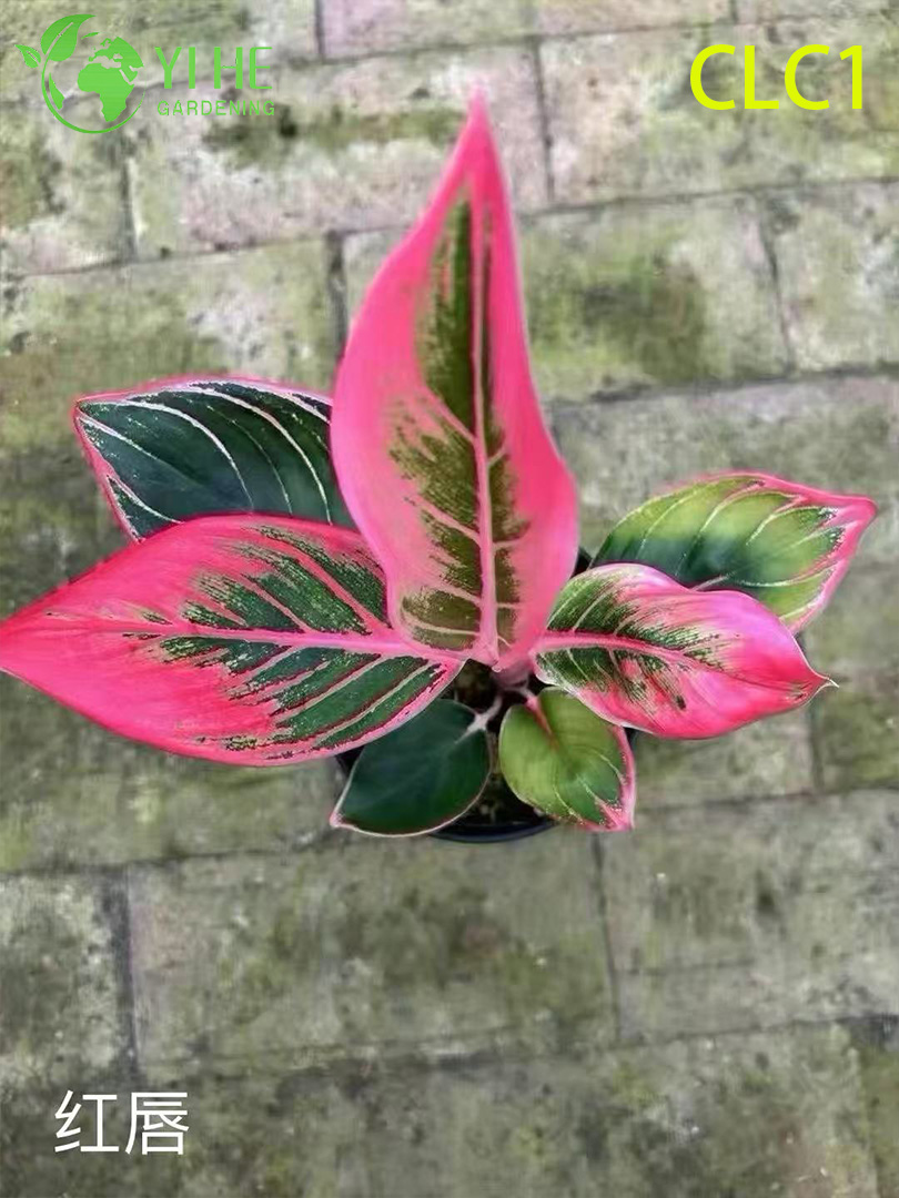 Wholesale Aglaonema Potted Plants for Indoor Low-Light Foliage Decoration