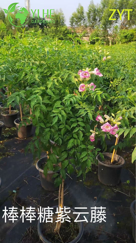 Purple Trumpet Vine Podranea Ricasoliana Climbing Flower Plant