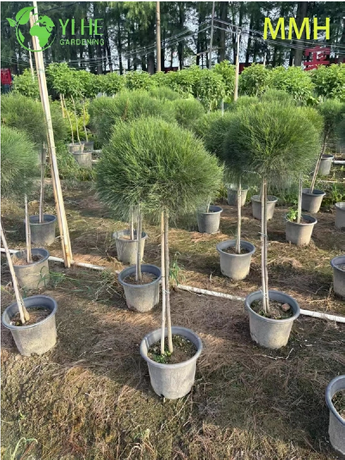 Casuarina equisetifolia (2).png